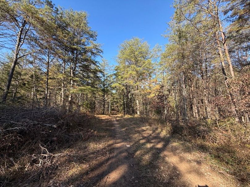 010 a forested dirt road leading into the middle area of the property