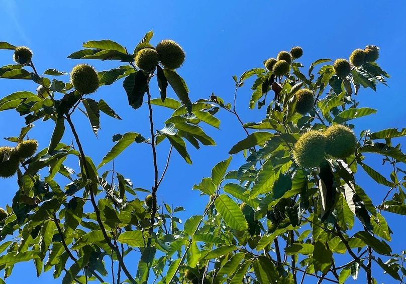 Chestnut tree nutting