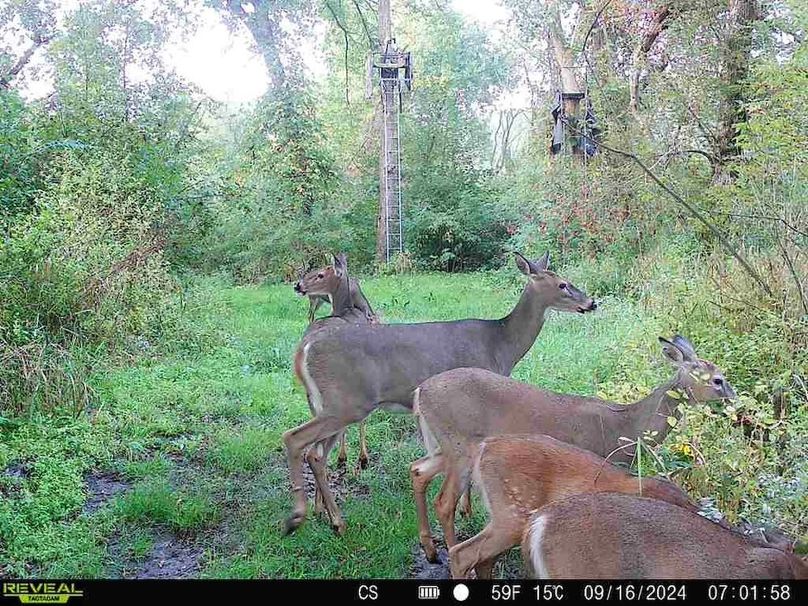 trailcam.Jackson35 - 7