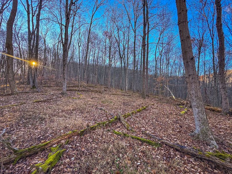 Pleasants_Wood 169.97 AC Cokeley-38