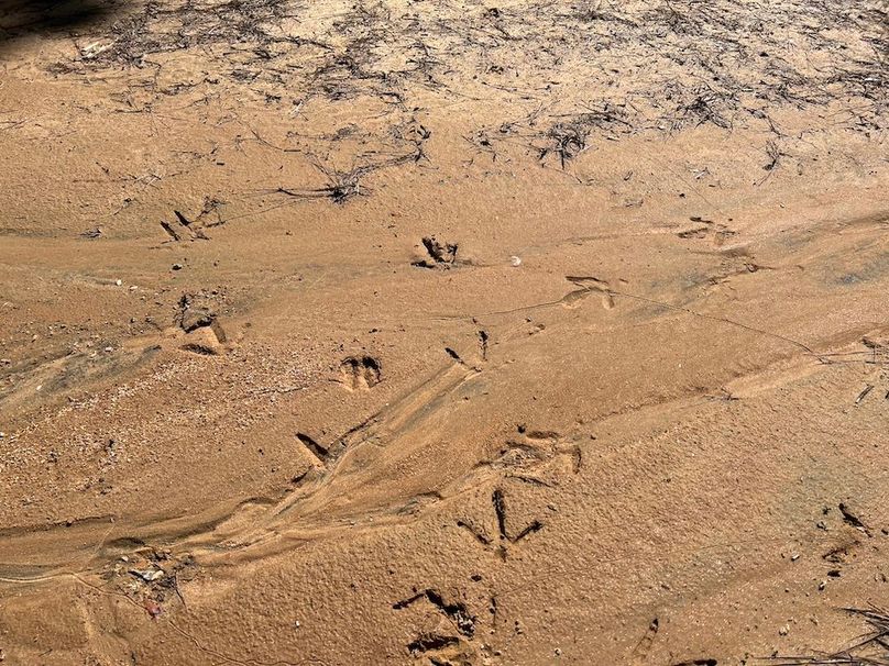 038_Turkey Tracks