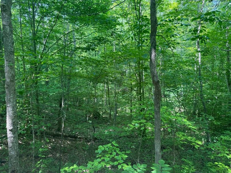 017 a heavily wooded draw in the east part of the property-2