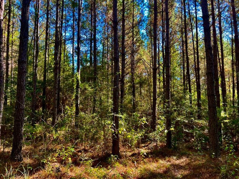 B69C2EB8-959B-4A5A-A180-27D868424095_1_201_a