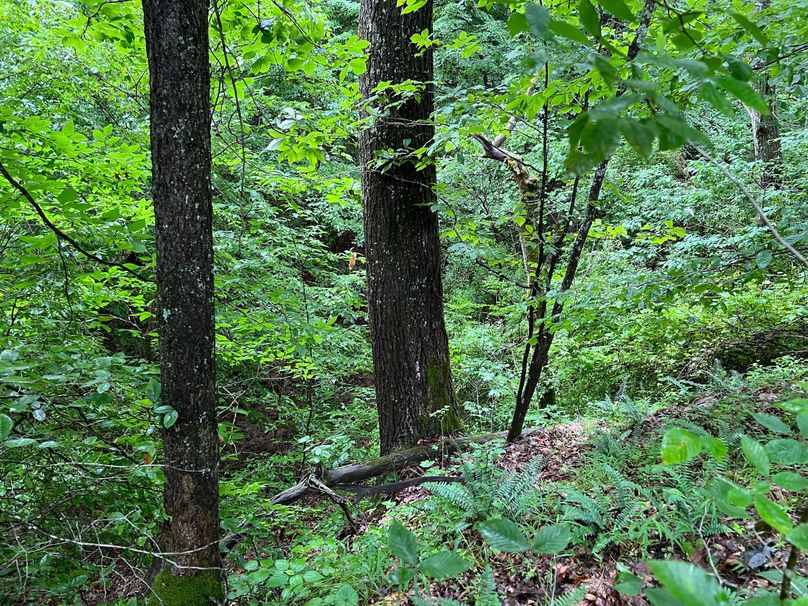 Wirt, WV 150.75 AC Tinnell-20