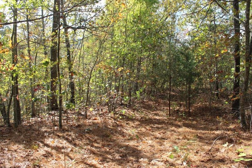 026 pine needle forest floor at junction of two points on ridgetop