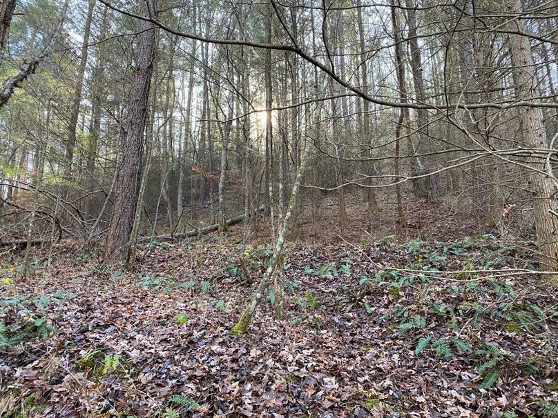 012 white pine stand on a north facing slope