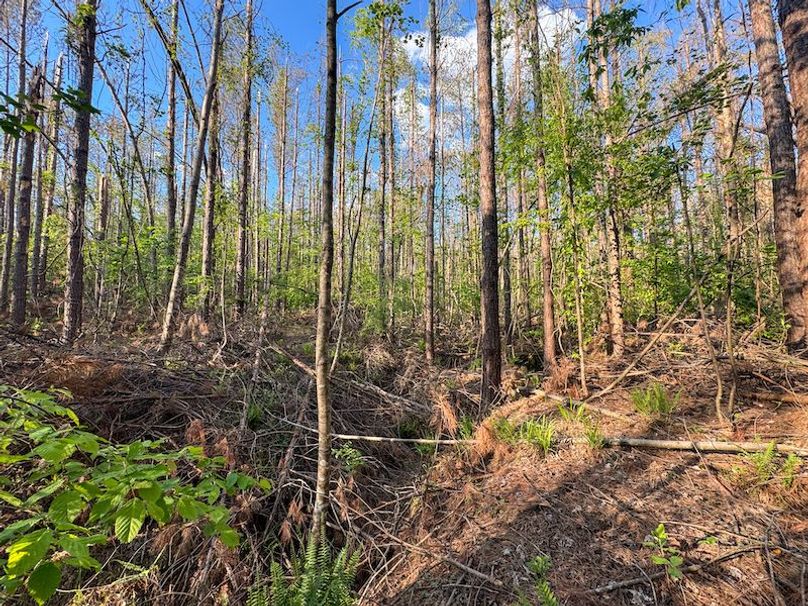 Tallahatchie 44 Newman (Crowden) Wide-33