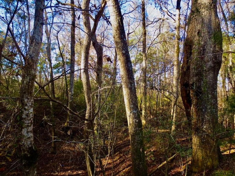 2703BBC5-412F-4135-BAD9-E8F8C0F34F5F_1_105_c