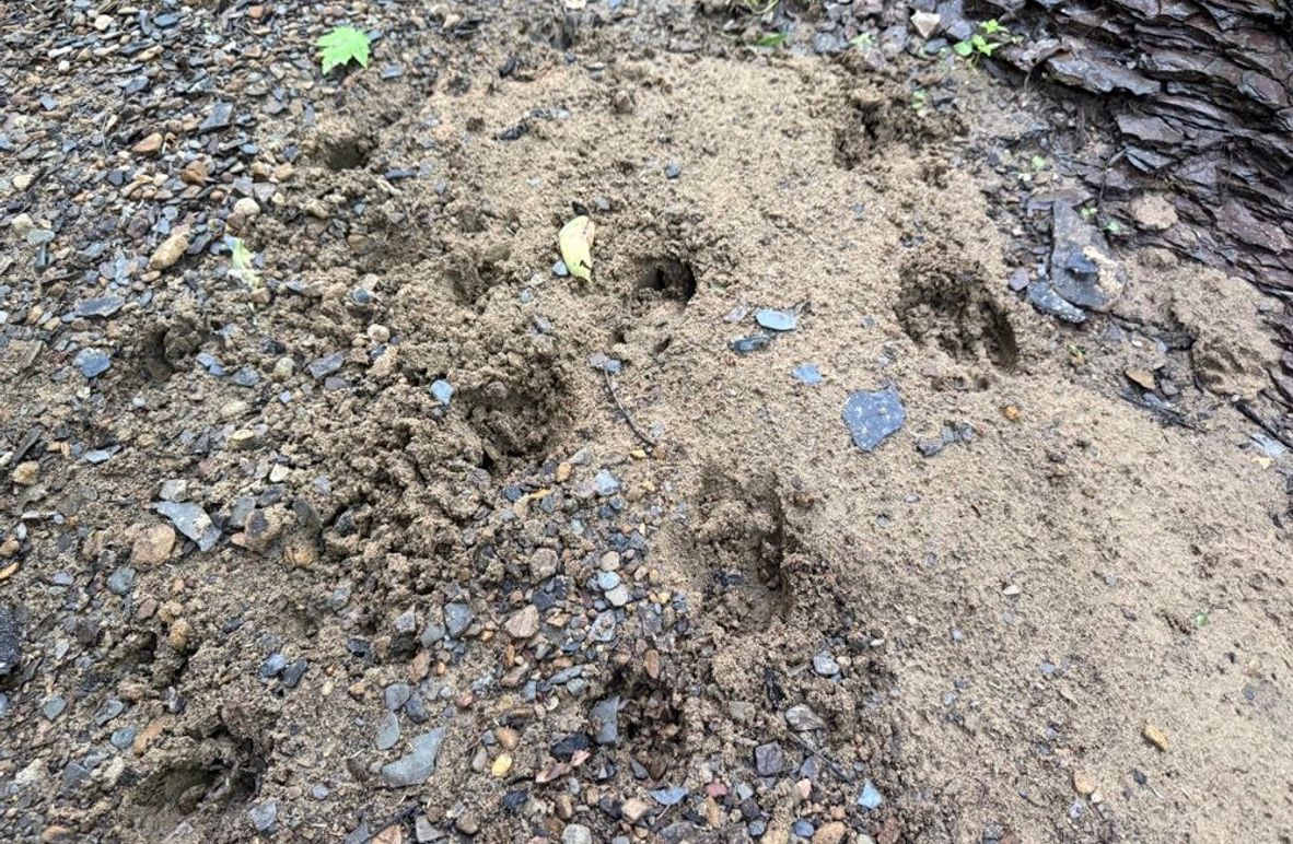 005 no shortage of wildlife on this tract-2