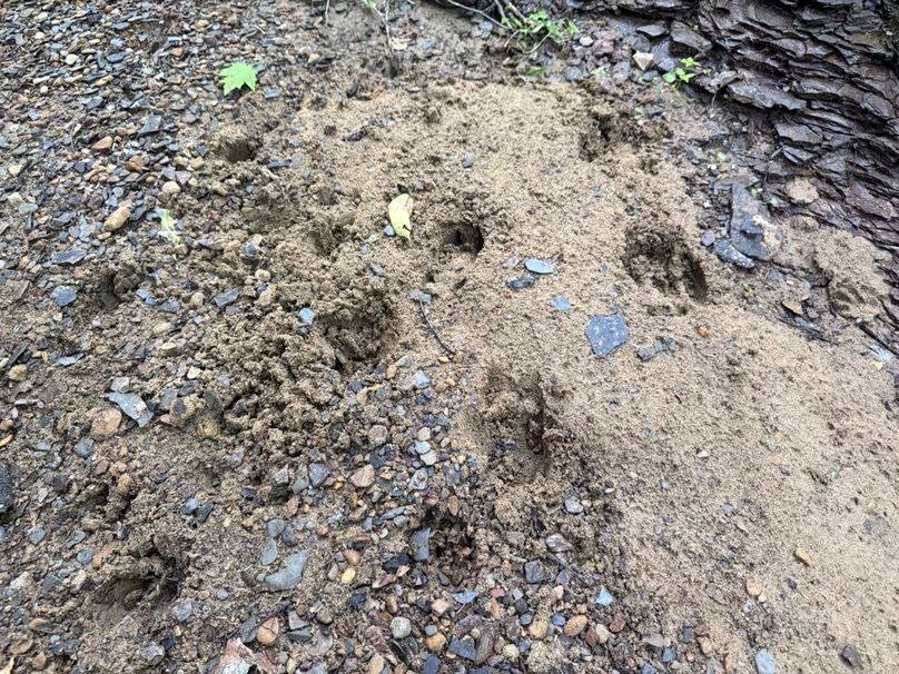 005 no shortage of wildlife on this tract-2