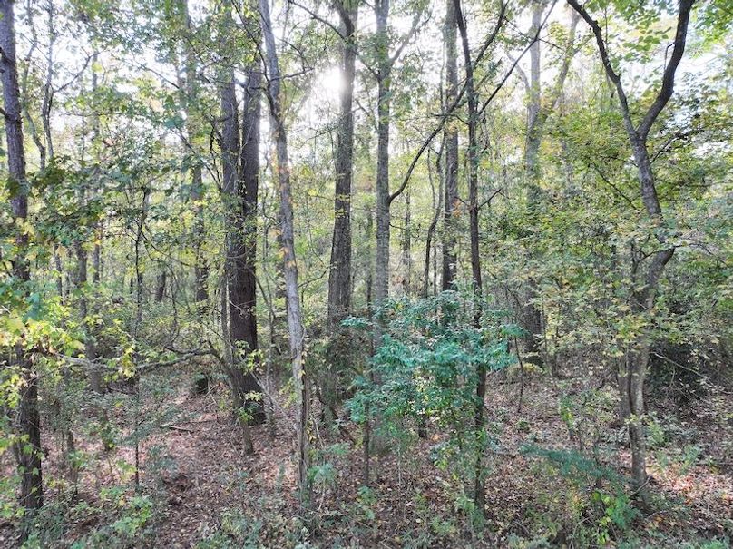 dji_fly_20251118_151616_0747_1763560712739_photo