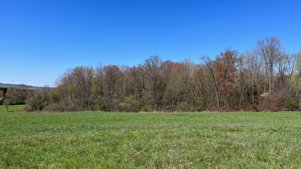 Building And Recreational Lot Near Randolph, NY Lot 2 Whitetail