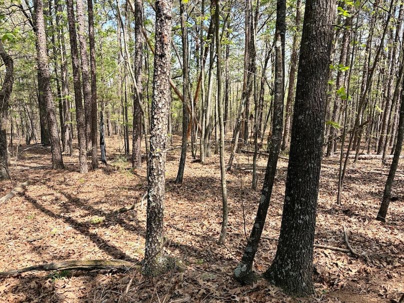 611D0ED9-3065-43C7-98B7-C56456B63D31_1_201_a