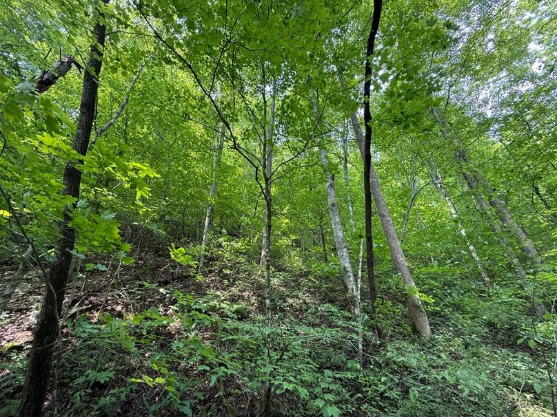 007 east facing slope near the south boundary