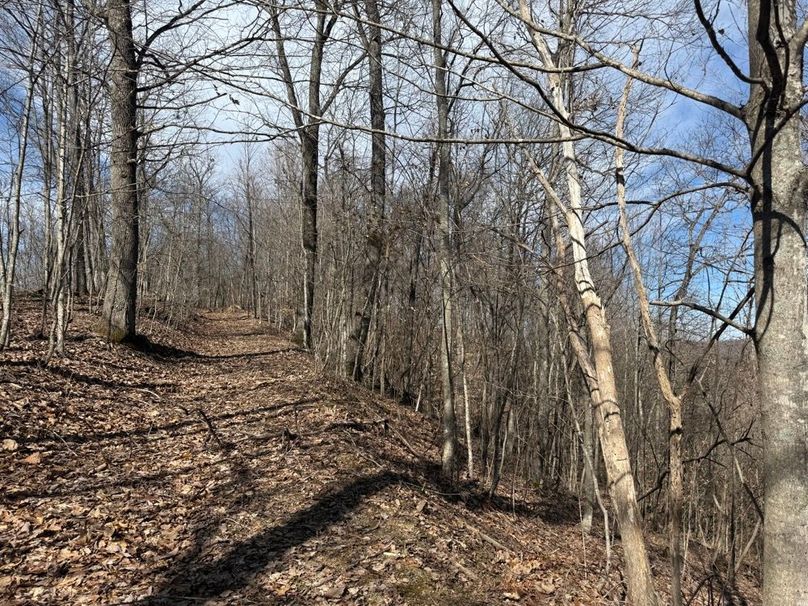 028 what a nice peaceful road to be walking down