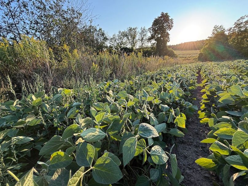 Copy of Wood Tract 3 Photo 6