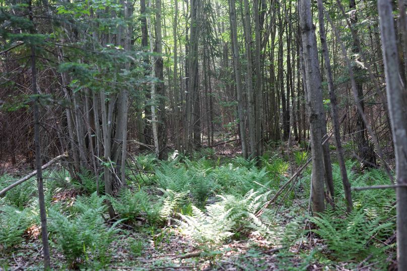 Chippewa85Knowles-5807