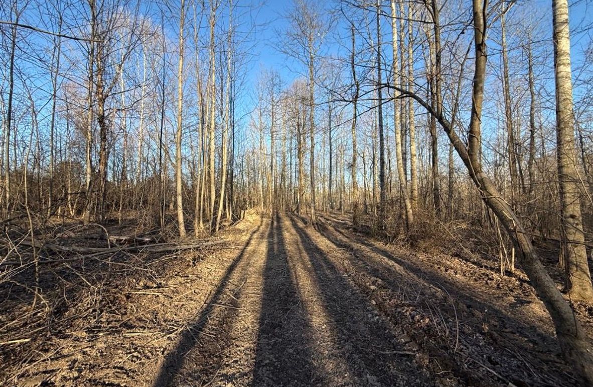 002 the trail leading back through the woods near the east boundary