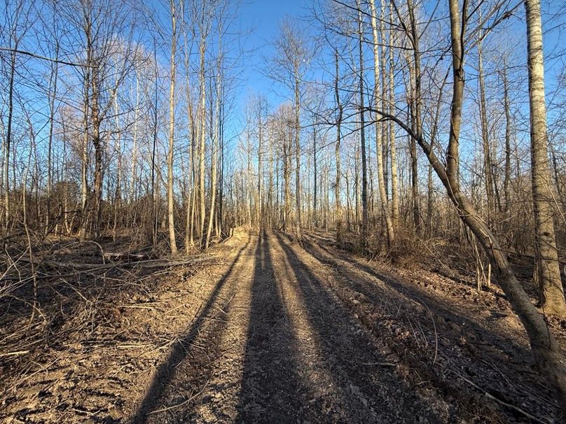 002 the trail leading back through the woods near the east boundary