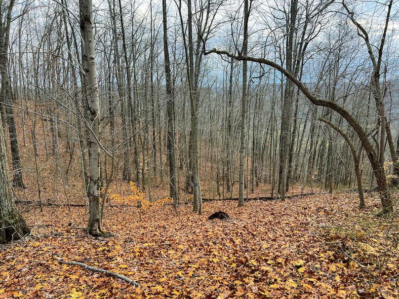 Calhoun, WV 225.69 AC Duffield-67