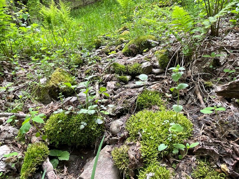 Tioga_18.72_Coulson Photo 15