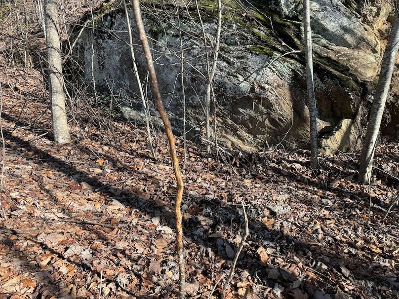 030 Clay 124.76 Fleaback-27