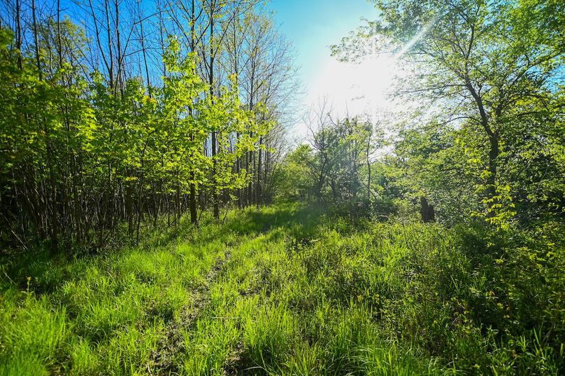 vandalia 450 (2)-3042