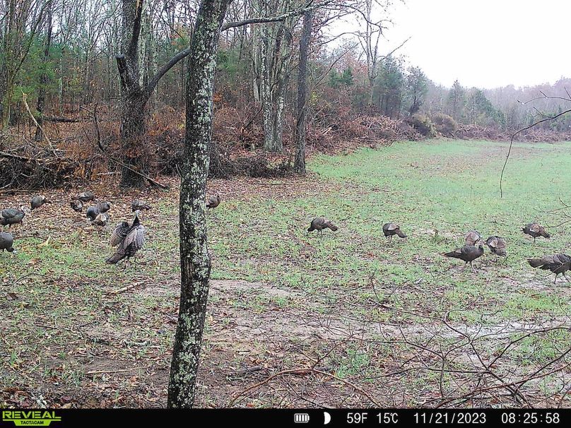 trail cam and harvest12