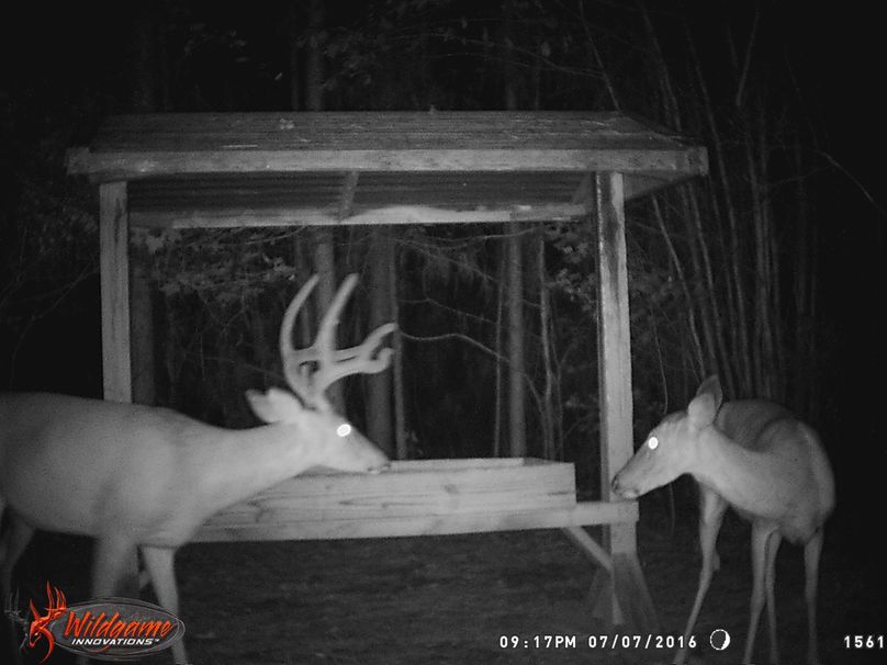 60-Trail cam