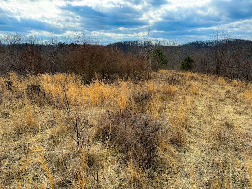 Doddridge, WV 79.08 AC Adams-63