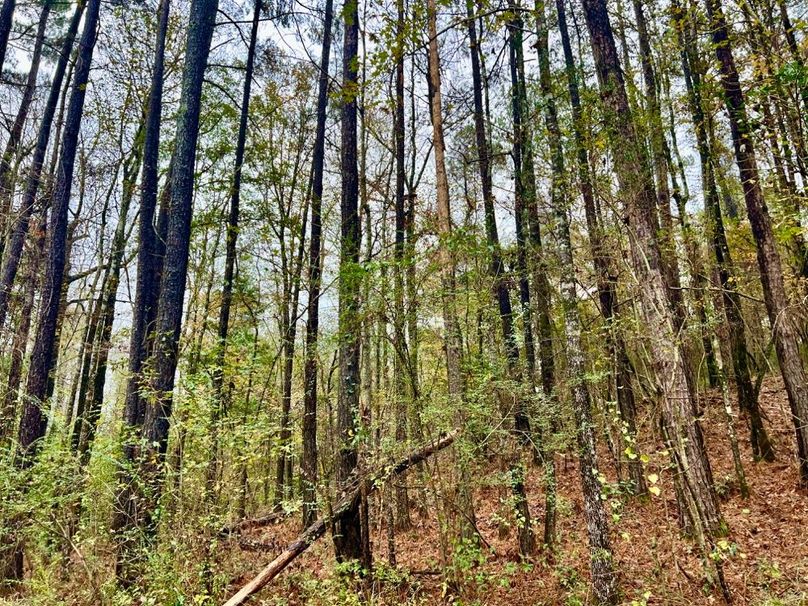 5C810210-2F1F-4A07-AC56-44AFE1D3CD6E_1_201_a