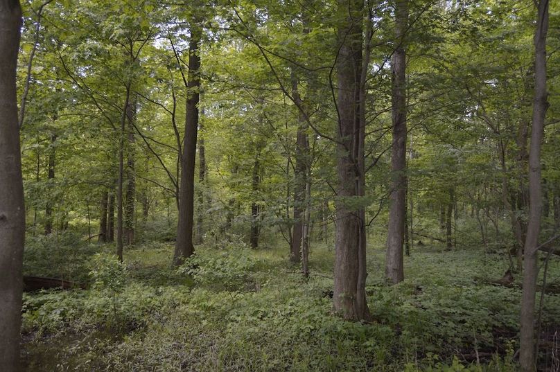 SW corner of large woods