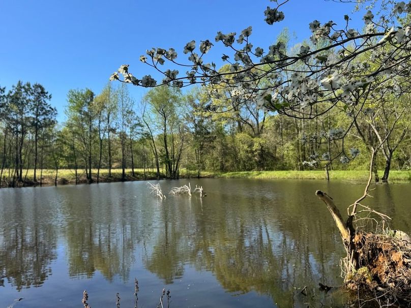 Dogwood pond