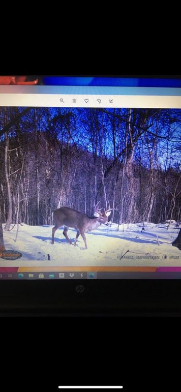 deer pic3