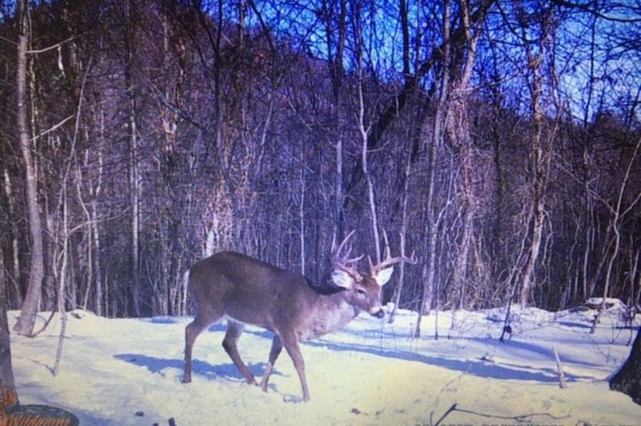 deer pic3