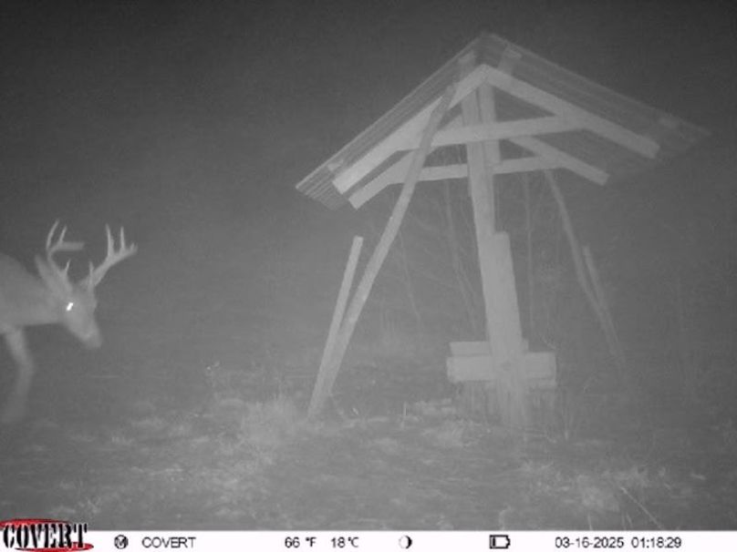 Trail Cam 6