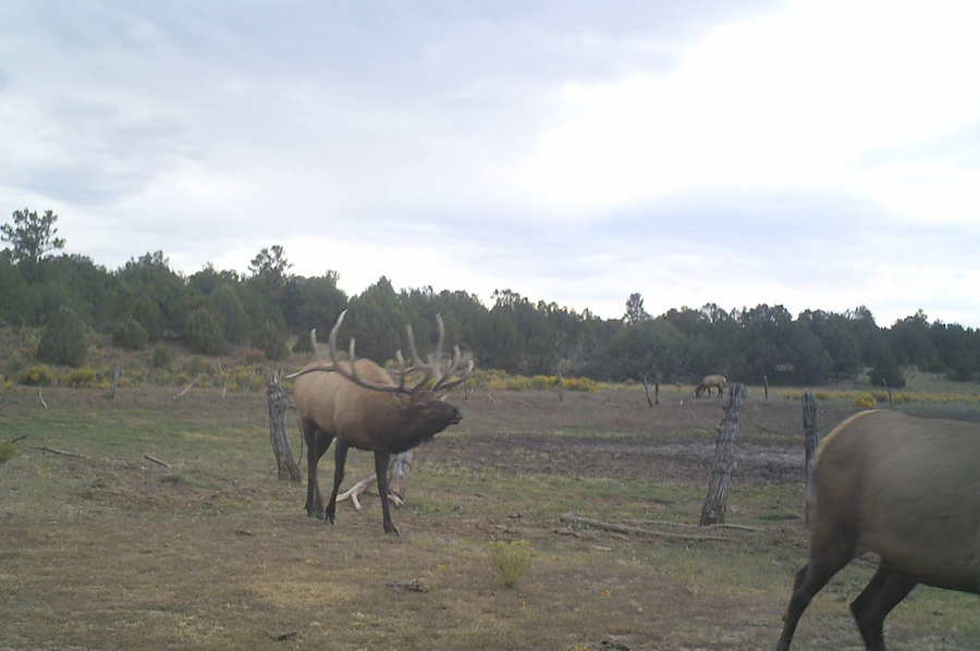 Big bull walking