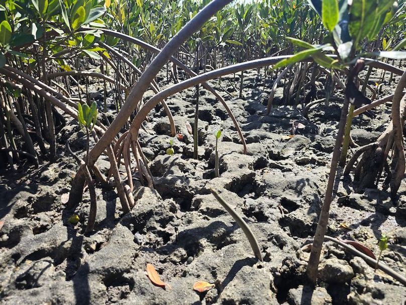 17.17ac, Citrus, Josiah Ronco08