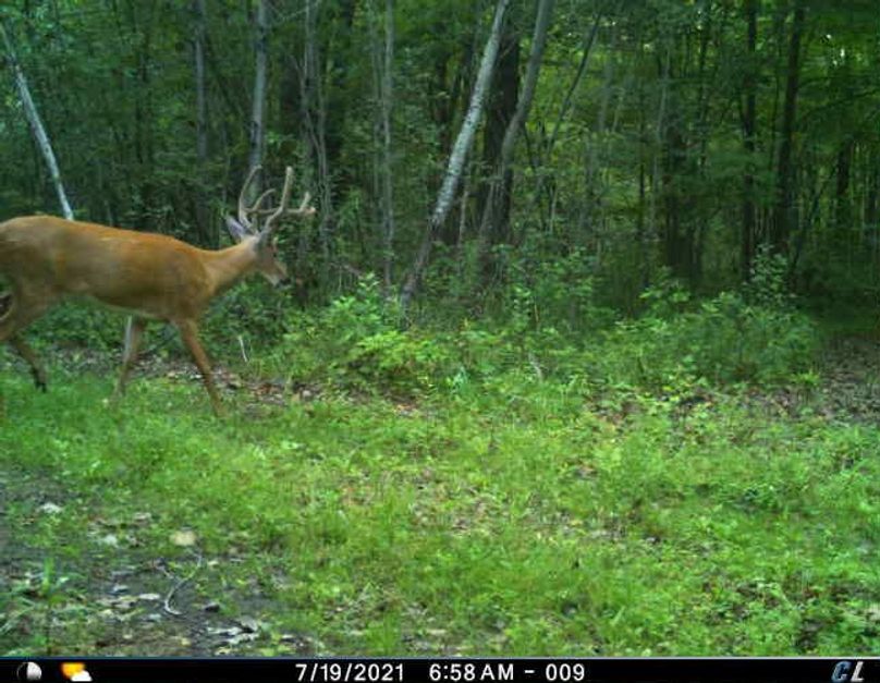 July 2021 Velvet (East End of Pond)