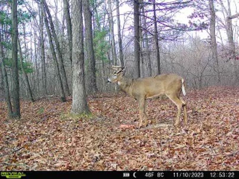 ClarK 160 WILLIAMS -62i