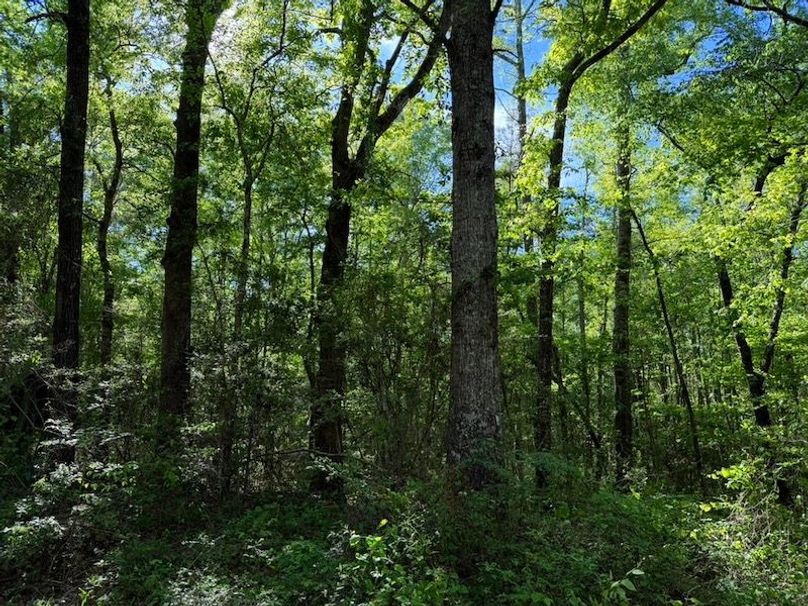 3686505B-F0EE-4DFC-A09E-95FB63CD5D67_1_105_c