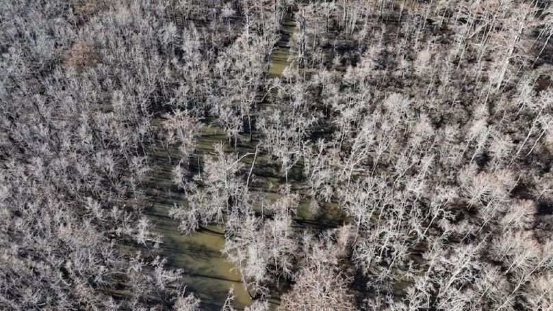 swamp20260501_0208
