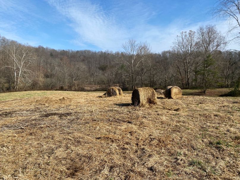 018 a small feed area in the north west pasture lot copy