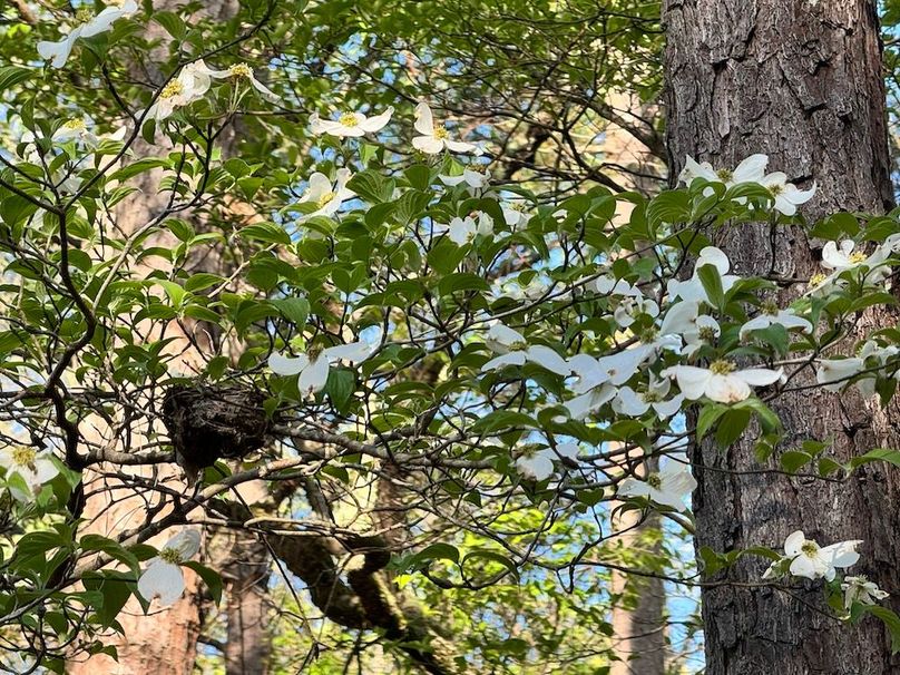 5Dogwoods