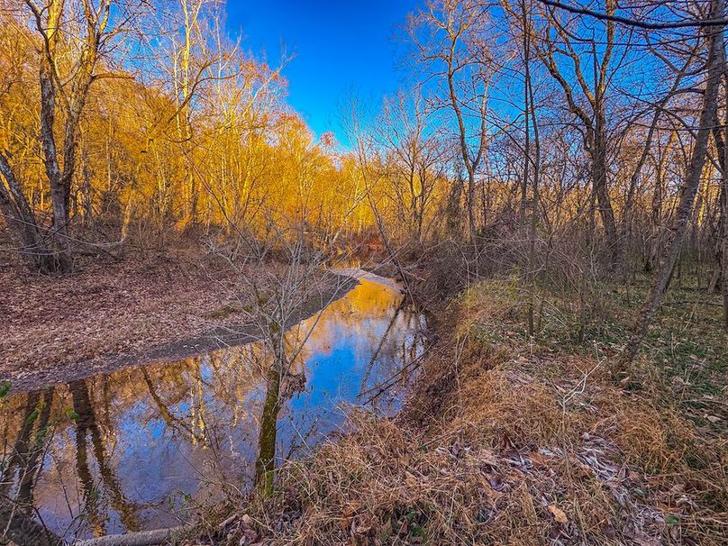 Pleasants_Wood 169.97 AC Cokeley-28