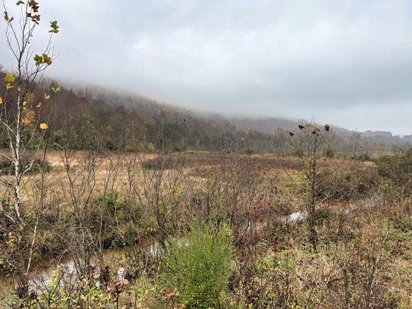 011 view from the creek looking into the SW -2
