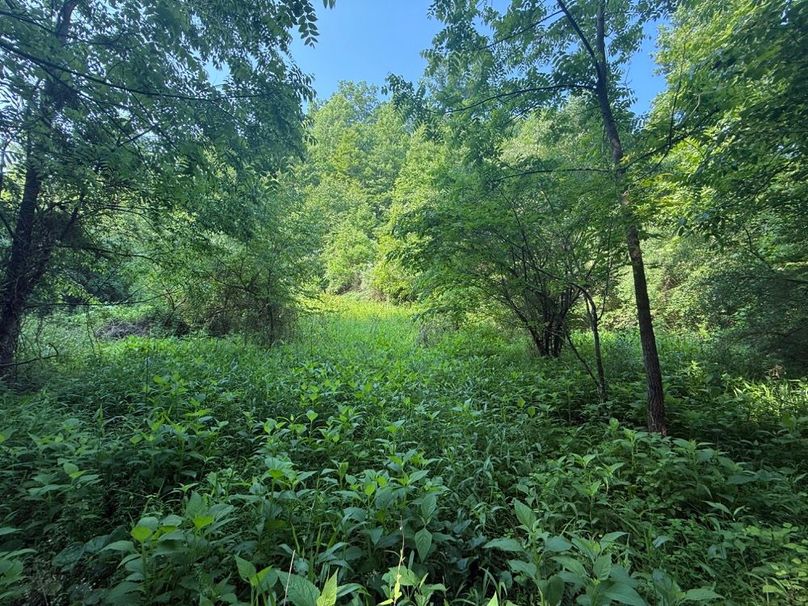 015 small opening showing the lush foliage in the valley-2