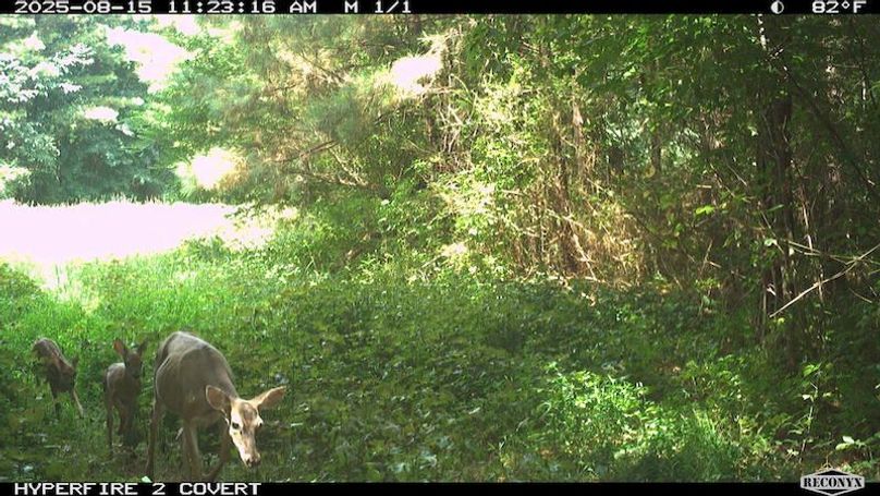 TwinStatesTrailCam07a