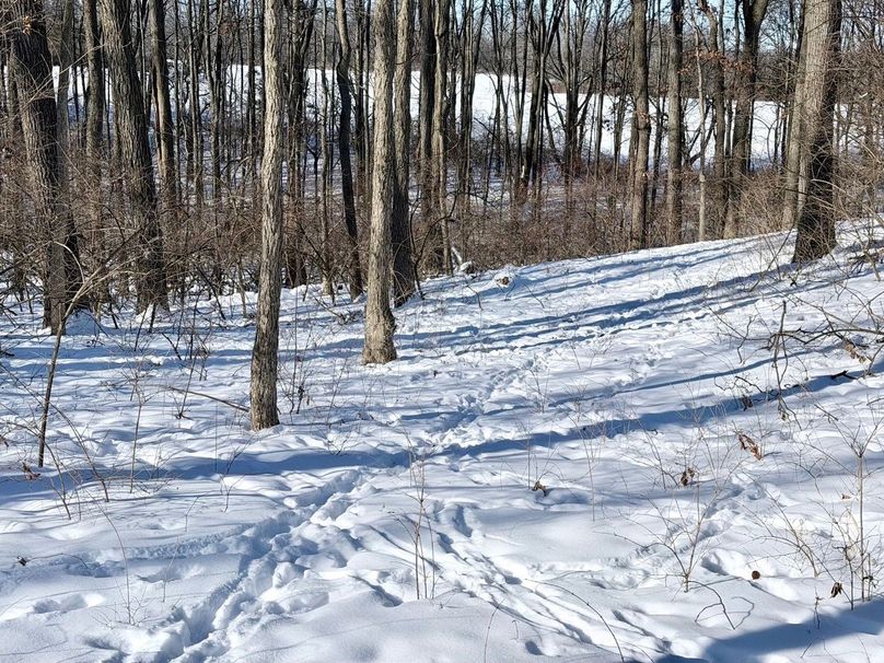 2.Copy of Tract 2  Mature Timber and Tracks Large