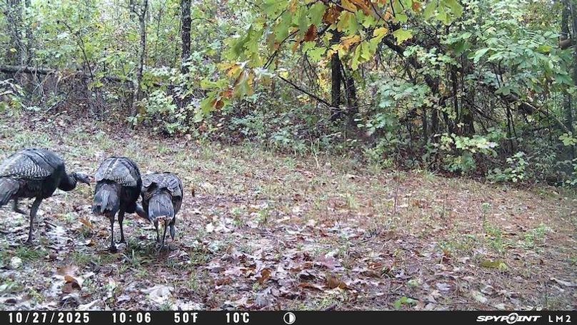 Spypoint_20251107_060428